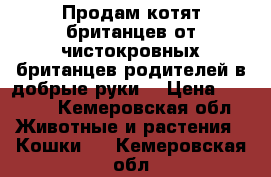 Продам котят британцев от чистокровных британцев родителей в добрые руки. › Цена ­ 3 000 - Кемеровская обл. Животные и растения » Кошки   . Кемеровская обл.